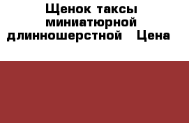 Щенок таксы миниатюрной длинношерстной › Цена ­ 15 000 - Белгородская обл. Животные и растения » Собаки   . Белгородская обл.